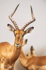 Retrato de impala bonito com enormes chifres — Fotografia de Stock