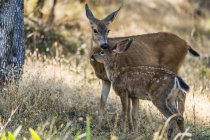 Beautiful white-tailed deer in natural habitat — Stock Photo