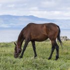 Живописный вид на величественную лошадь на ландшафте — стоковое фото