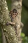 Bébé macaque à longue queue dans un arbre face à la caméra — Photo de stock