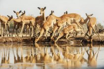 Bonito belas impalas no local de rega na natureza selvagem — Fotografia de Stock