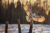 Great gray owl sitting on stump against forest with wings outstretched — Stock Photo