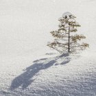 Árvore coberta de neve com sombra em neve branca brilhante e limpa; Thunder Bay, Ontário, Canadá — Fotografia de Stock