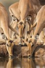Cute beautiful impalas at watering place in wild nature — Stock Photo