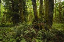 Muschio spesso appeso ad alberi in una foresta pluviale vicino al lago Cowichan, Columbia Britannica, Canada — Foto stock