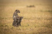 Милі і величні гепарди в дикій природі — стокове фото