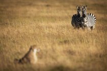 Selective focus shot of majestic cheetah at hunt and zebras in wild nature — Stock Photo