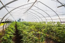 Filas de plantas de tomate (Lycopersicon esculentum) que se cultivan orgánicamente dentro de un invernadero de película de polietileno; Quebec, Canadá - foto de stock