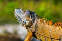 Close-up dos detalhes da cabeça e corpo coloridos de uma iguana, Corozal Bay; Belize — Fotografia de Stock