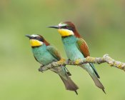 European bee-eaters sitting on branch against blurred background — Stock Photo