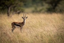 Thomsons gazelle (Eudorcas thomsonii) standing in grass facing camera, Maasai Mara National Reserve; Kenya — Stock Photo