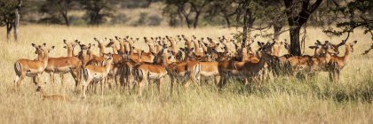 Group of beautiful impalas standing in wild nature — Stock Photo