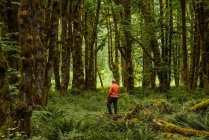 Ein Mann geht in einem Regenwald mit moosbewachsenen Bäumen und Farnen in der Nähe des Lake Cowichan; British Columbia, Kanada — Stockfoto