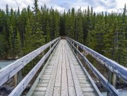 Sendero de puente de madera que cruza un río hacia un bosque; Alberta, Canadá - foto de stock