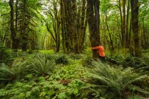Un homme tenant un arbre dans une forêt tropicale avec des arbres et des fougères couverts de mousse, près du lac Cowichan ; Colombie-Britannique, Canada — Photo de stock