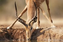 Impala drinking water from watering place — Stock Photo