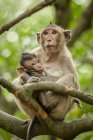 Long-tailed macaque nurses baby sitting on branch — Stock Photo