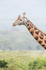 Портрет милого жирафа проти розмитого пейзажу — стокове фото