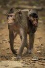 Macaco de cola larga lleva al bebé sobre arena frondosa - foto de stock