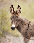 Young burro, Buckskin Mountain State Park; Arizona, Estados Unidos de América - foto de stock