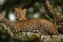 Nahaufnahme eines Leoparden, der auf flechtenbedecktem Ast liegt — Stockfoto