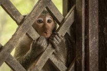 Primo piano di macaco coda lunga che stringe traliccio di legno — Foto stock