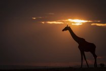 Silhouette de girafe marchant contre l'horizon au coucher du soleil — Photo de stock