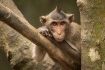 Long-tailed macaque leaning head on both paws — Stock Photo