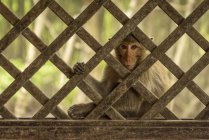 Primo piano del macaco dalla coda lunga seduto dietro la finestra del traliccio di legno — Foto stock