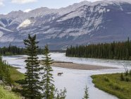 Rivière serpentant dans les montagnes Rocheuses canadiennes ; Alberta, Canada — Photo de stock