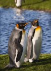 Roi pingouin debout ensemble dans le zoo — Photo de stock