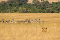 Vista panoramica di maestoso leone a caccia di zebre a natura selvaggia — Foto stock