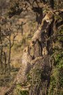 Guepardos lindos y majestuosos en la naturaleza salvaje - foto de stock