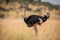 Male ostrich (Struthio camelus) standing and staring in long grass, Maasai Mara National Reserve; Kenya — Stock Photo