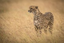 Selektive Fokusaufnahme eines majestätischen Geparden in freier Natur — Stockfoto