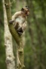 Long-tailed macaque sitting and looking out from tree — Stock Photo