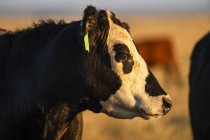 Крупним планом вид на мордочку корови на розмитому фоні — стокове фото
