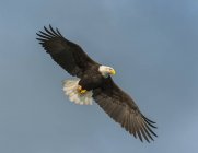 Águia careca em voo com asas espalhadas em um céu azul — Fotografia de Stock