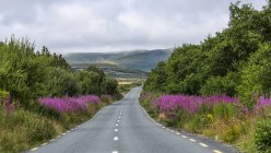 Route dans le Wild Atlantic Way bordée de fleurs sauvages vibrantes, Glenamoy, comté de Mayo, Irlande — Photo de stock