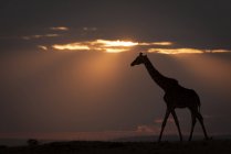 Силуэт жирафа, идущего против горизонта на закате — стоковое фото