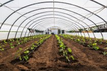 Rows of cucumber plants (Cucumis sativus) being grown organically inside a polyethylene film greenhouse; Quebec, Canada — Stock Photo