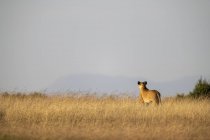 Vista panoramica di maestoso leone a natura selvaggia — Foto stock