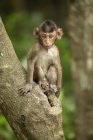 Baby long-tailed macaque in a tree facing the camera — Stock Photo