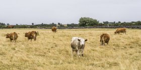 Стадо коров на пастбище под серым небом — стоковое фото