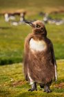 Young adult King penguin (Aptenodytes patagonicus) shedding; Volunteer Point, Falkland Islands — Stock Photo