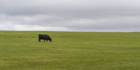 Distant view of black cow on green meadow — Stock Photo