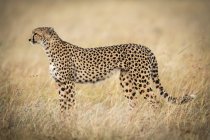 Plan sélectif de guépard majestueux dans la nature sauvage — Photo de stock