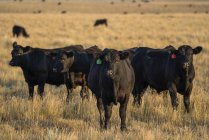 Vue panoramique du troupeau de vaches noires sur les pâturages — Photo de stock