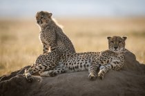 Милые и величественные гепарды в дикой природе — стоковое фото