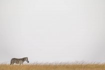 Zebra di pianura che cammina su orizzonte in erba a vita selvatica — Foto stock